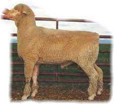 Rambouillet Sheep